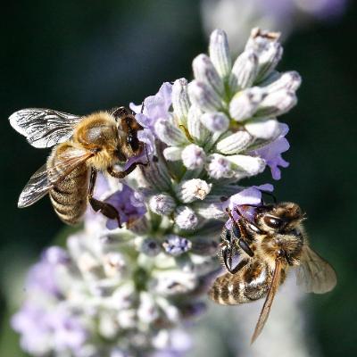 Honey bees make up around half of all London's pollinators