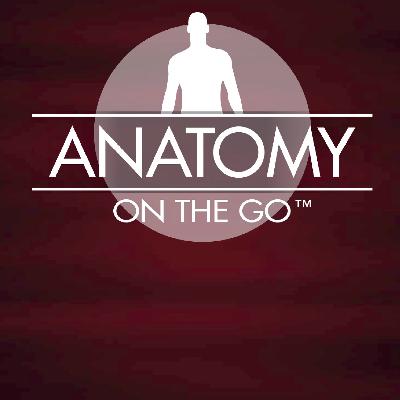 Episode 80 - The Connections between Anatomy Systems