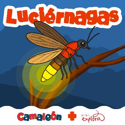 Luciérnagas: El lenguaje de la noche Luciérnagas: El lenguaje de la noche