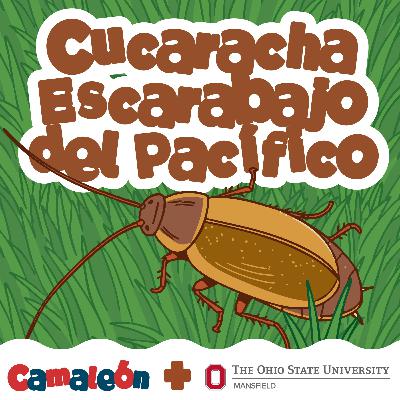 Cucaracha del Pacífico: la que queda embarazada Cucaracha del Pacífico: la que queda embarazada