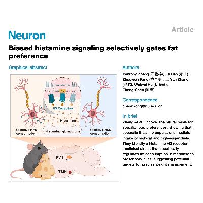 345-组胺信号选择性调控脂肪偏好