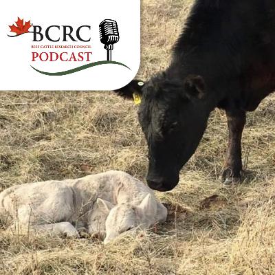 Episode 103: How To Manage Colostrum So Newborn Calves Thrive