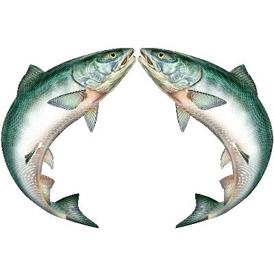 Ep. 71: This week I learned that salmon sex literally moves mountains, and more