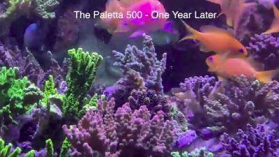 Paletta 500 - 1 year update - dinoflagellates and perfect flow Paletta 500 - 1 year update - dinoflagellates and perfect flow