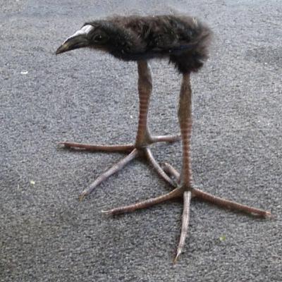 Memes Throughout the ages episode 249: Pūkeko