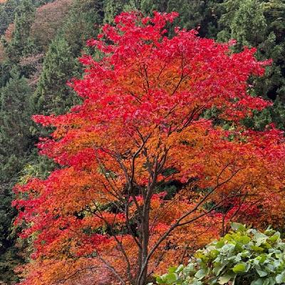 【第1058回】御岳山に行ってきました！！