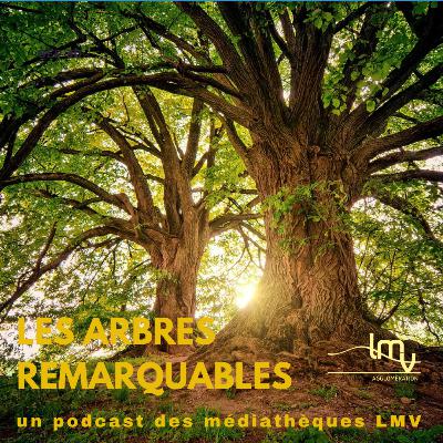L'Arbre à pain, un arbre remarquable !