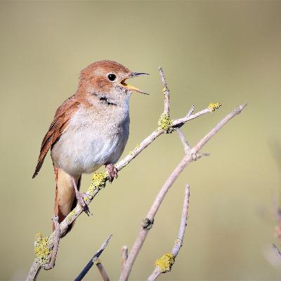 Nightingale / Rouxinol (Luscinia megarhynchos)