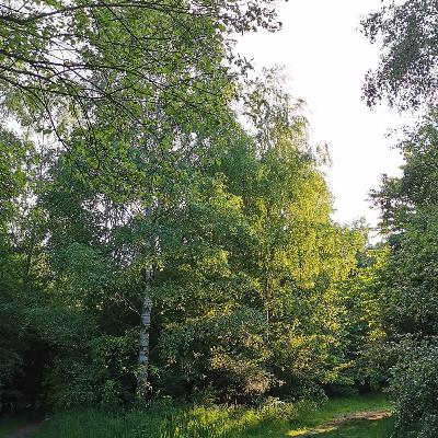 Summer Evening Garden 🌳 Relaxation/ sleep story for adults