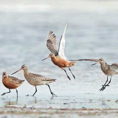 Migratory Species Face Risk of Extinction