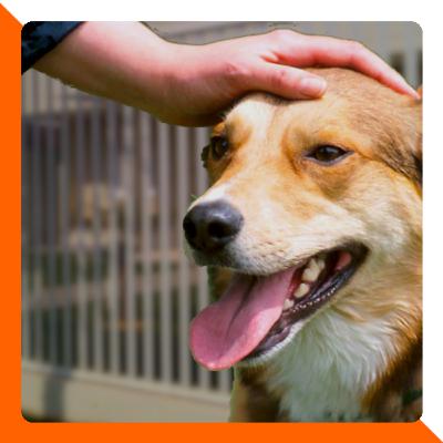 Ep.30 Tadinho do cachorro Ep.30 Tadinho do cachorro