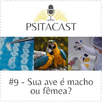 Psitacast #9 - Sua ave é macho ou fêmea? Psitacast #9 - Sua ave é macho ou fêmea?