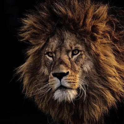 Lição 1 "O rei leão."