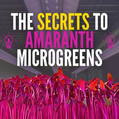 How to Grow Amaranth Microgreens Like a Pro (Complete Grow Guide)