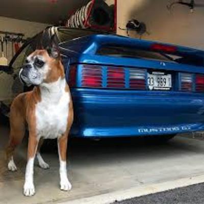 The Cookie Monster Foxbody Project w/ Brother Tom The Cookie Monster Foxbody Project w/ Brother Tom