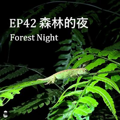 EP42_森林的夜_Forest Night EP42_森林的夜_Forest Night