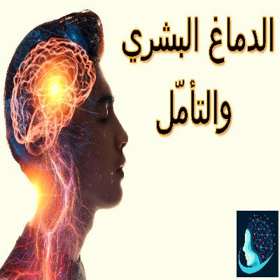 دور الدماغ في عملية التأمّل | تغيير شكل الدماغ بالفكر وحده