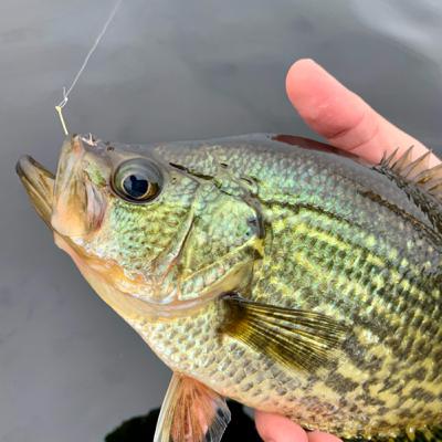 Bass and specks will get you through the winter.