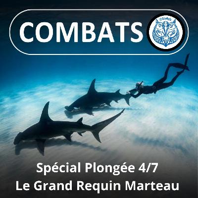 SPÉCIAL PLONGÉE 4/7 : Rencontre avec le Grand Requin Marteau (Laurent Ballesta)