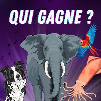 Quel est l'animal le plus intelligent au monde ? 🧠 Quel est l'animal le plus intelligent au monde ? 🧠