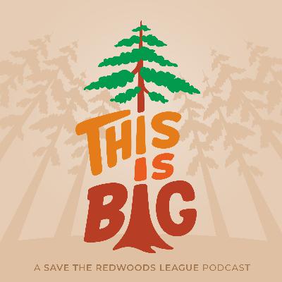 How old is that redwood? How old is that redwood?