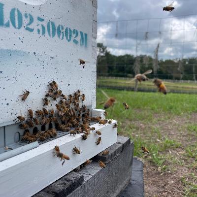 PCC 51 - Aprendiendo de Abejas: Dividiendo colmenas