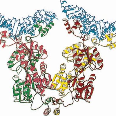 Operons: Fine Control of Bacterial Transcription (CMB part 5 ) Operons: Fine Control of Bacterial Transcription (CMB part 5 )