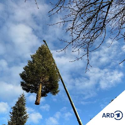 Alle Jahre wieder Alle Jahre wieder