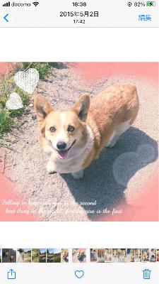 #44 コーギー大好き from Radiotalk