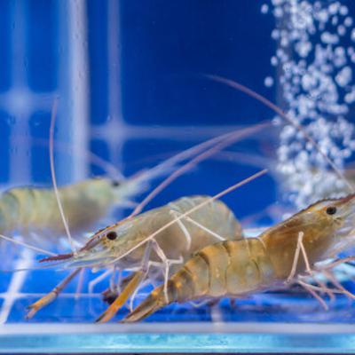 エビには痛覚がある!? 養殖エビの動物福祉、エビを大量に輸入している日本 エビには痛覚がある!? 養殖エビの動物福祉、エビを大量に輸入している日本