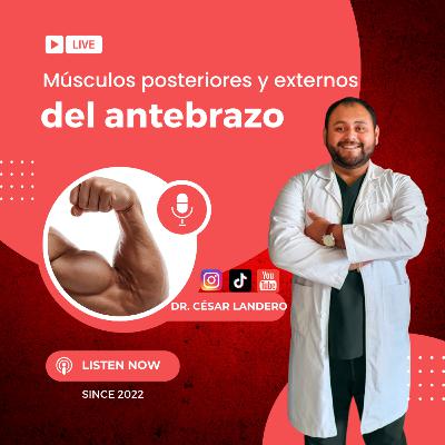 EP19T2 Músculos Laterales y Posteriores: La Estabilidad del Antebrazo