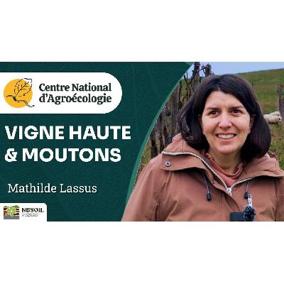 Vignes à 1,70 m et brebis : une viticultrice réinvente son domaine dans le Gers, M. Lassus - CNA