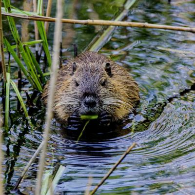 Beavers - Ruth Massera on Habitat Restoration