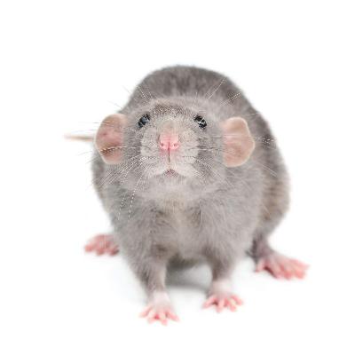 Le Rat