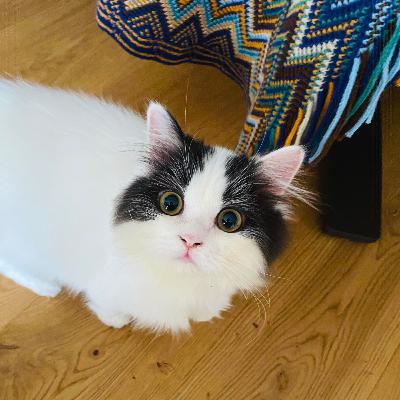 小酒馆元宵节特供:海龟汤 小酒馆元宵节特供:海龟汤