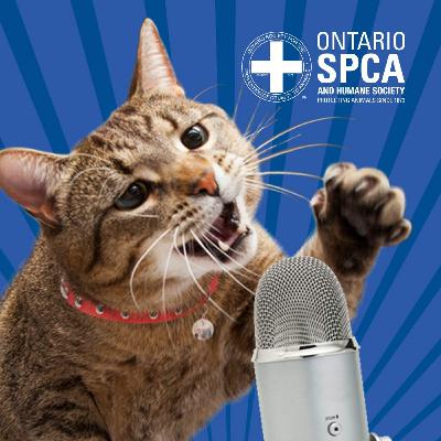 Emerging Spring: Pet Safety Tips you need to know - Animals Voice Pawdcast - Season 8, Episode 4