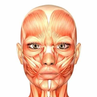 Músculos de la cara 🦷👩🏻⚕️ Músculos de la cara 🦷👩🏻⚕️