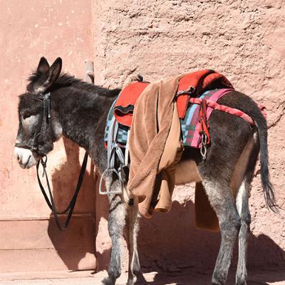 A Prophet Stubborn as a Donkey A Prophet Stubborn as a Donkey