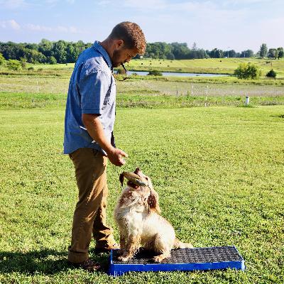 Champion field trialer on spaniels, retrieving, puppy shopping and development, training for performance Champion field trialer on spaniels, retrieving, puppy shopping and development, training for performance