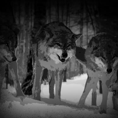 When Men Fight Wars with Wolves