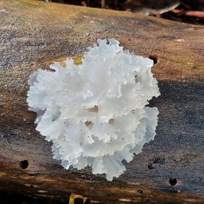 Episode 02: Cooking with Snow Fungus