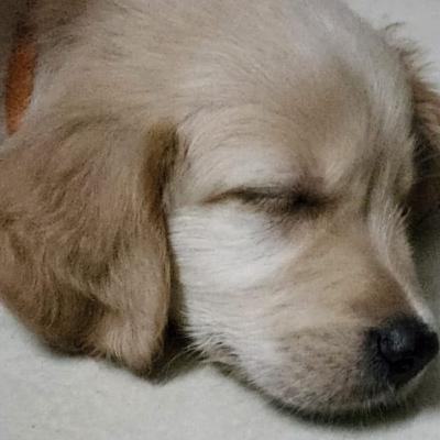 Wonder Pets - Chapter 18 - Hidden Talent - Part2