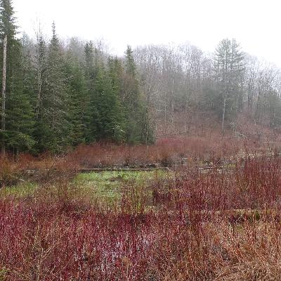 Delayed Spring - A Binaural Podcast by Lang Elliott