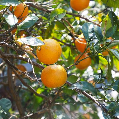 芥川龍之介「蜜柑」