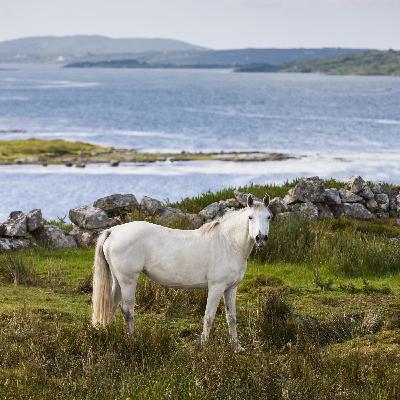 Kulturhauptstadt Galway Kulturhauptstadt Galway