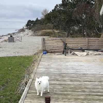 Stormen drabbade Ammis hus: ”Aldrig upplevt havet så ilsket”