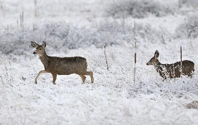 Wildlife Wednesday, Improve your wild game cooking skills