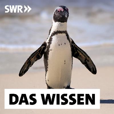 Südafrikas Pinguine verhungern – Wie Klimawandel und Überfischung die Tiere bedrohen