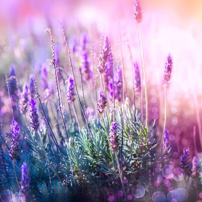 Sex and Hypnosis - with Dr. Elizabeth Bonet