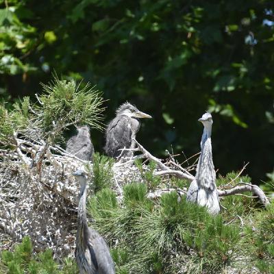24 – El dels ocells exasperants i dels ocells del Parc de la Ciutadella